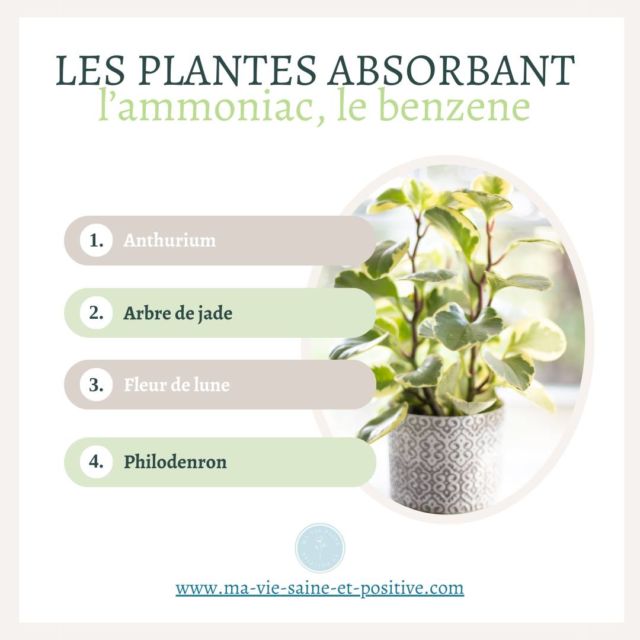 🌿Certaines plantes peuvent absorber des substances toxiques de l'air, y compris l'ammoniac et le benzène. Elles peuvent être utilisées comme moyen naturel de purifier l'air intérieur.  🌿Bien que ces plantes contribuent à améliorer la qualité de l'air intérieur, elles ne sont pas une solution complète pour éliminer toutes les substances toxiques.  🌿L'aération régulière, le contrôle de la ventilation et toutes autres méthodes de purification de l'air peuvent également être nécessaires.  🌿Il est donc essentiel de prendre des mesures appropriées pour minimiser l'exposition à ces substances.  🎁 Je vous offre un guide « Mes produits d’entretien naturels » de plus de 50 recettes maison, des DIY (Bougie, Bee wrap…) et des check-lists ménage. 
➡️ Cliquez sur le lien dans ma bio et cliquez ensuite sur l’onglet "Mon ebook offert", ou rendez-vous sur www.ma-vie-saine-et-positive.com  #santénaturelle #naturopathie #santé #bienetre #viesaine #maviesaineetpositive #astucesnaturelles #astucesnaturo #santenaturelle #conseils #slowlife #greenlife #recettes #recettesaine #diy #diy #dıy #diyhome #produitsentretien #produitsentretienmaison #clean #cleaning #cleanhome #CleanHouse